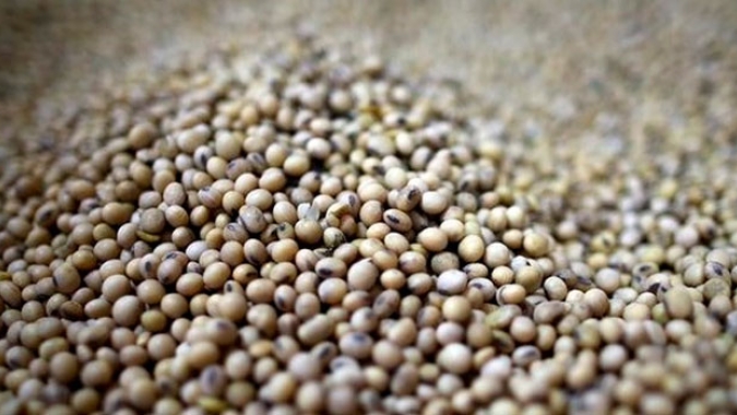 Argentina: área plantada de soja deve aumentar 100 mil hectares em 2020/21