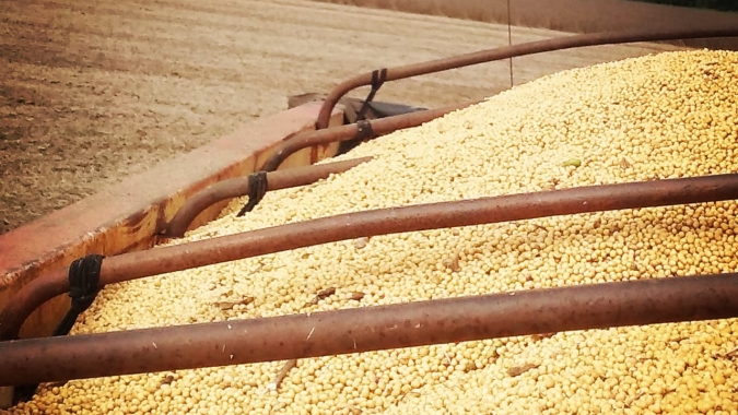 Produtor tem novas regras para salvar sementes
