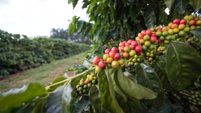 Café tomba mais de 3% em Nova York nesta 5ª, produtor recua e trava o mercado físico no Brasil