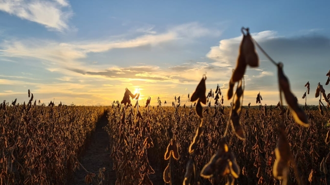 Área plantada de grãos na safra 2020/21 em Rondônia cresce 10,1% em relação à safra anterio