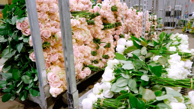 Setor de flores já registra R$ 300 milhões de prejuízo com crise do Coronavírus