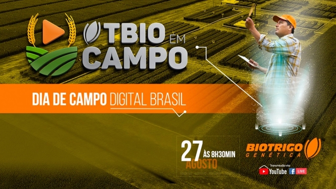 Escalonamento do plantio poderia ter minimizado prejuízos com as geadas nas lavouras de trigo no Sul do país
