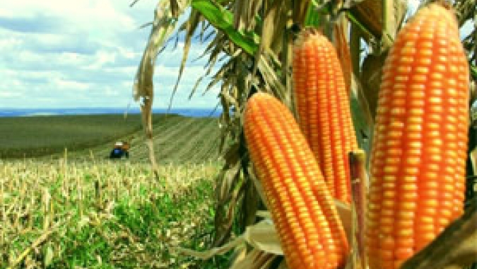 Conab eleva produção da safrinha para 82,8 milhões de toneladas e espera maior escassez do grão até a colheita