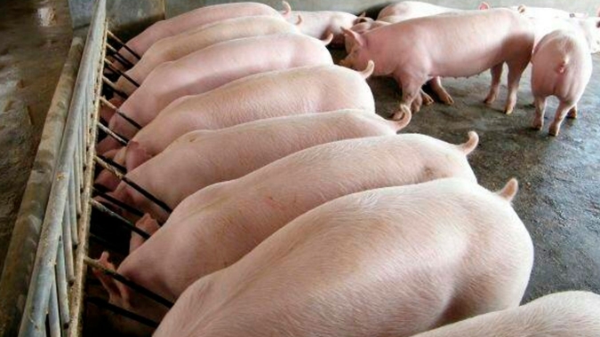 Carne Suína: Com projeções de alta em julho, setor espera mais exportações com ação no SIAVS