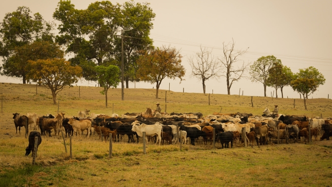 Com a estiagem em MT, Acrimat alerta pecuaristas sobre cuidados com a pastagem