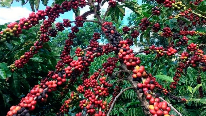 Cafeicultura gera emprego e renda, apesar da pandemia