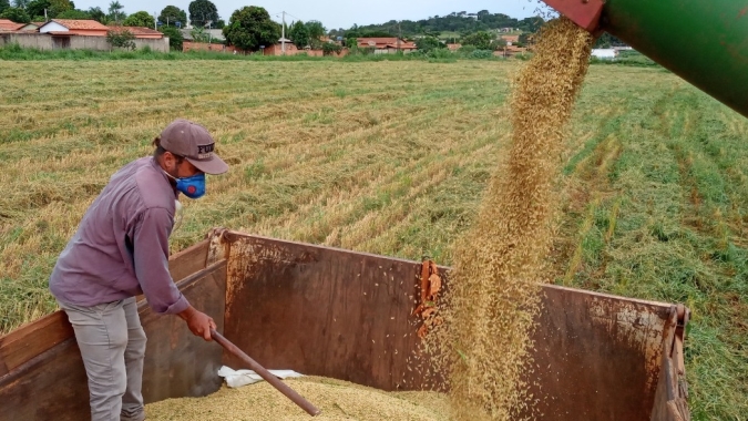 Propriedade conclui colheita de arroz com recorde apesar de intempéries e falta de luz
