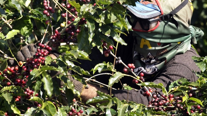 Produtores da Costa Rica sofrem com falta de mão de obra para colheita
