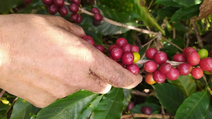 Café: Nova York tem leves altas, enquanto Londres mantém estabilidade no conilon