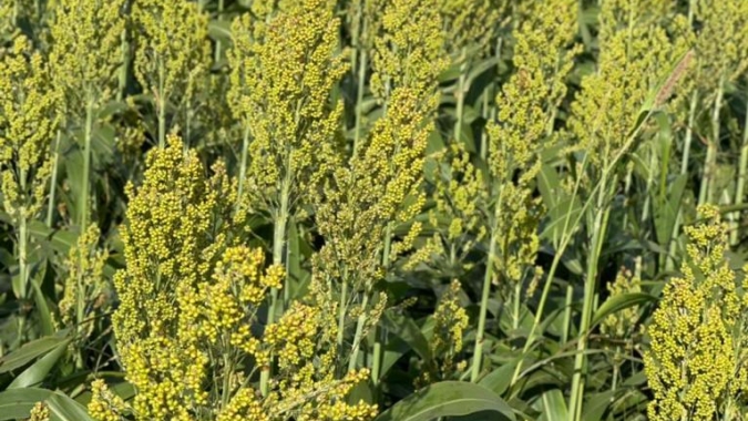 Mato Grosso do Sul conta com Zoneamento Agrícola de Risco Climático (ZARC) de maracujá e de sorgo forrageiro