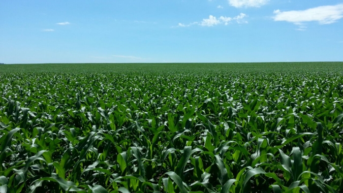 Deral eleva estimativa de produção do milho 1ªsafra no Paraná para 4,2 milhões de toneladas