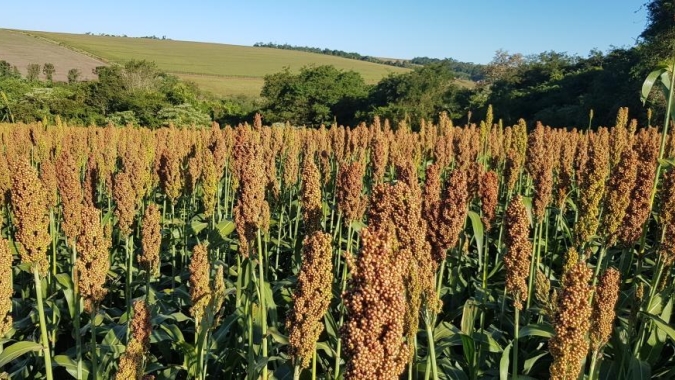 Sorgo perde espaço ano a ano em Mato Grosso e produção será 30% menor