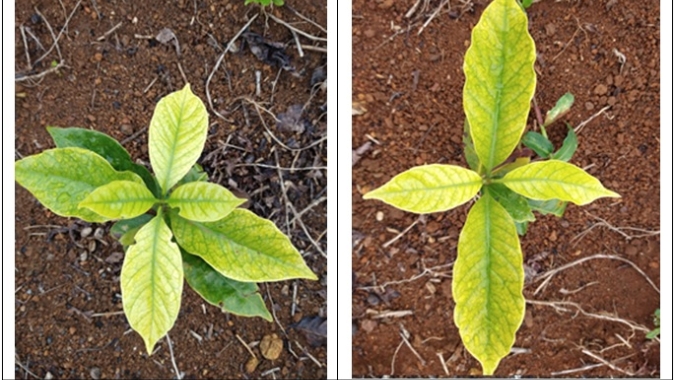 Procafé: Amarelão em plantas novas de café, por deficiência induzida,  de ferro e manganês