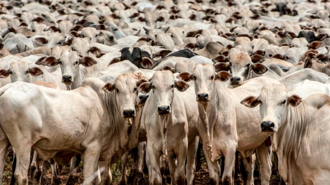 Pecuária/Cepea: Mercado de reprodução animal brasileiro se arrefece no 1º tri de 2022