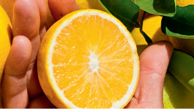 Estoques de suco em 31 de dezembro somavam 853.778 toneladas, diz CitrusBR
