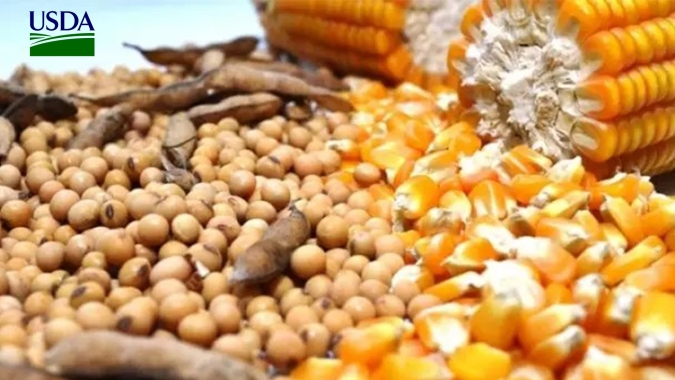 USDA traz vendas semanais para exportação de milho acima das expectativas