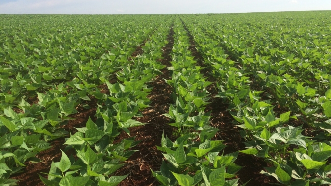 Ibrafe: SEAB confirma perdas severas no cultivo de Feijão no Paraná