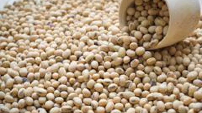 Soja/Cepea: Diferença entre valores de compra e venda diminui liquidez no BR