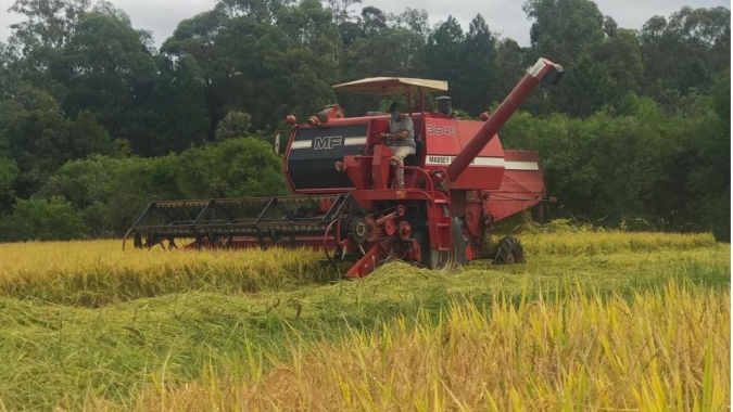 Colheita anual do arroz produzido sem defensivos agrícolas na UFSM teve aumento na produtividade