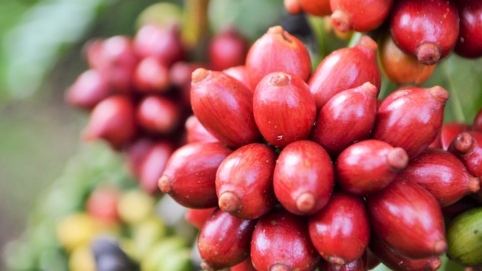 Café despenca até 4,01% com realização de lucros e pressão do câmbio
