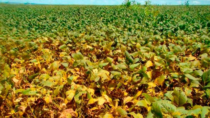 SC inicia plataforma de monitoramento da ferrugem na soja nesta safra e busca reduzir número de aplicações