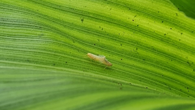 Notícias Agrícolas e CropLife Brasil realizam fórum de combate às cigarrinhas do milho