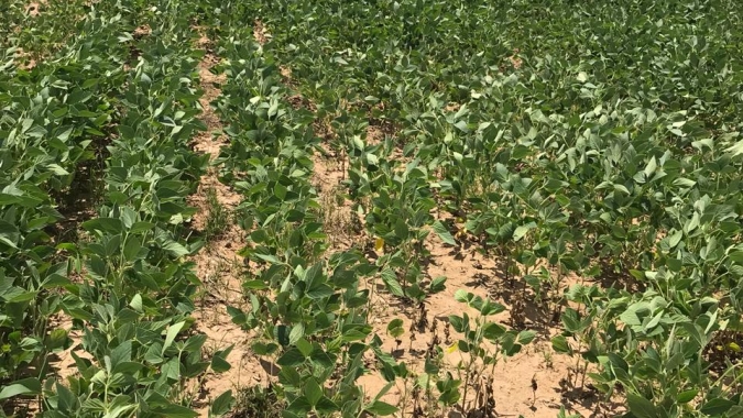 Soja: Perdas se intensificam no Centro-Oeste e Matopiba por conta do clima
