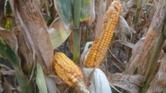 Federação de Municípios do RS e associações do agro assinam pedido de ajuda ao governo do estado