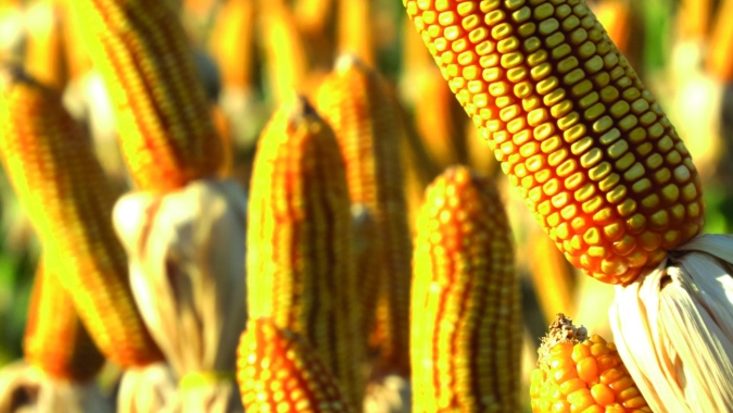 Produção de milho do Brasil deve recuar 1,3% em 19/20, aponta Agroconsult