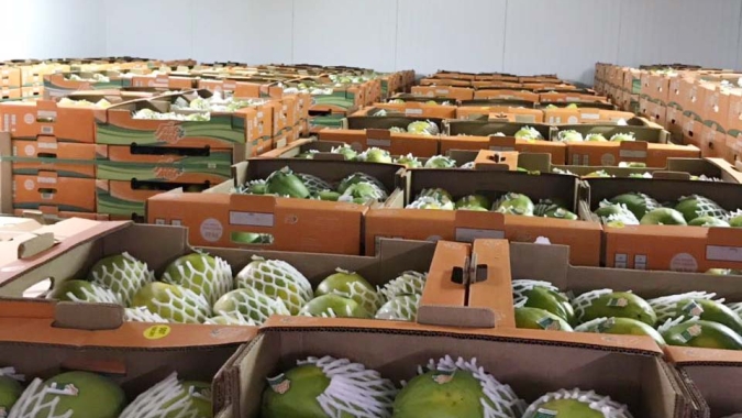 Coronavírus se espalha entre os que trabalham com frutas e vegetais e preocupa EUA