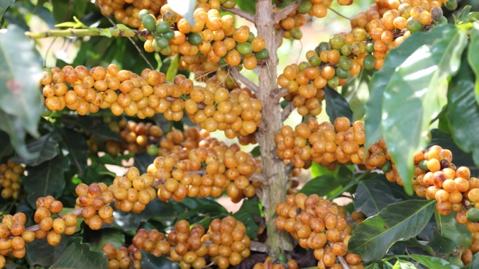 Produtores do Cerrado Mineiro investem no plantio de novas cultivares de café