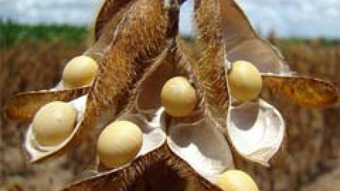 Com evolução da safra na América Latina, preços futuros da soja abrem a sessão desta 6ª feira em baixas na CBOT