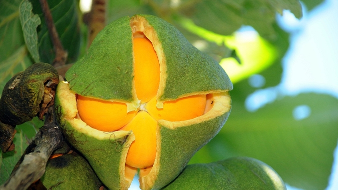 Em Goiás, extração de pequi avança 10,4% em volume e valor de produção do fruto sobe 19,9%