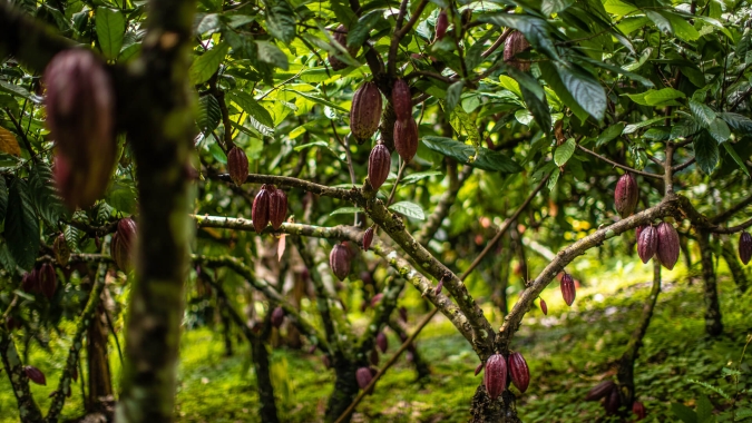 Inscrições estão abertas para Simpósio sobre Sistemas Agroflorestais com Cacaueiro