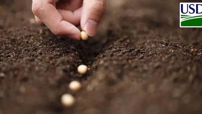 USDA: Plantio da soja nos EUA concluído em 1% da área; mercado esperava 2%