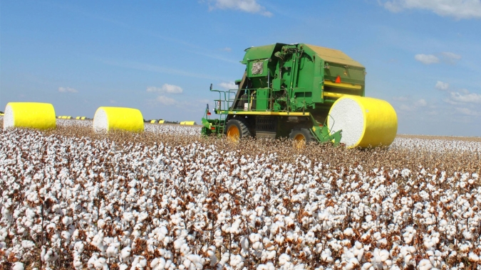 Plantio do algodão chega ao fim com queda de 16% na área cultivada, mas expectativa de alta produtividade