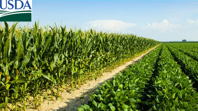 Soja & Milho: USDA traz novo boletim com números do plantio acima do esperado para safra 25/26