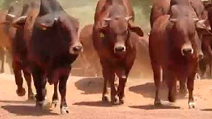 Melhora pontual na demanda diante de uma  oferta restrita de animais pode valorizar arroba do boi nos próximos dias