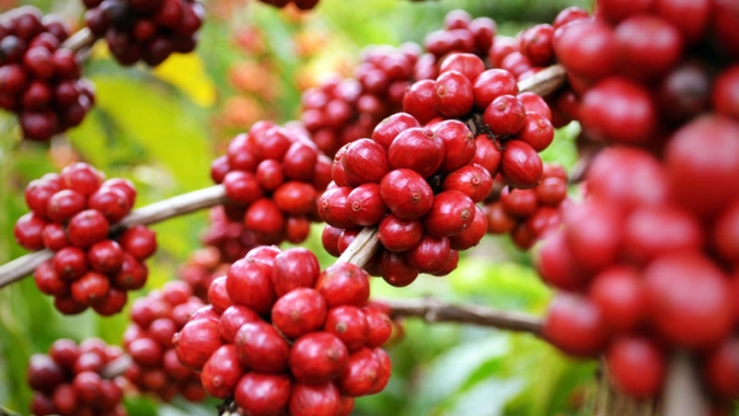 Clima no Brasil e no Vietnã fazem preços do café subirem mais de 300 pts nesta