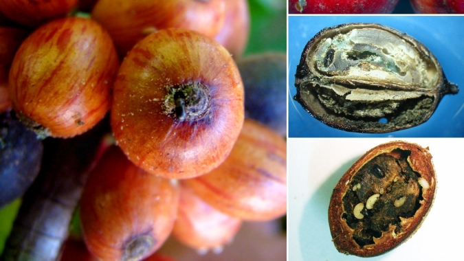 Alternativas para o controle da broca-do-café