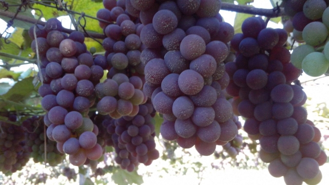 Uvas de mesa são alternativa para a diversificação e rentabilidade na Serra Gaúcha
