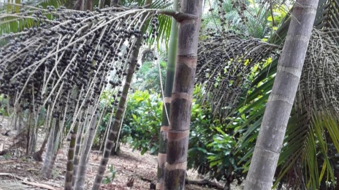Emater promove curso de manejo de açaí para melhorar produção em Gurupá/PA