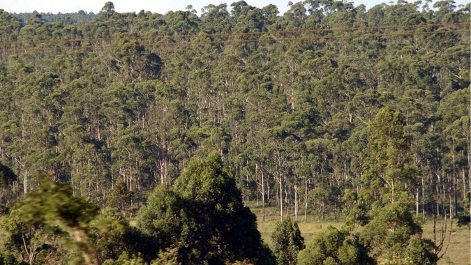 BNDES apoia plantio de eucalipto no interior de Minas Gerais