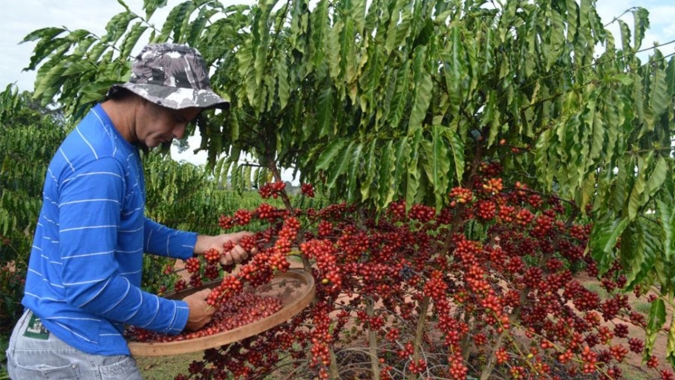 Rondônia inicia colheita do café conilon com expectativa de 2,3 milhões de sacas