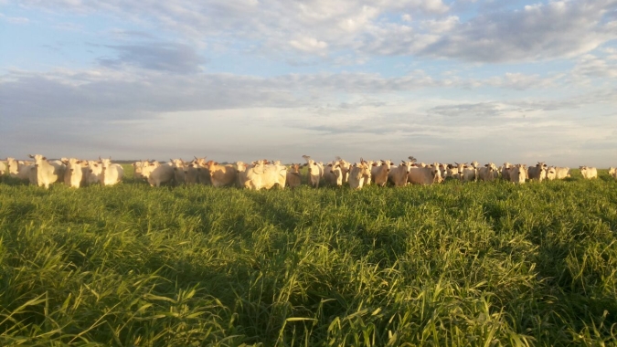 Brasil tem 18,94% do seu território de pastagens, para recuperá-las seria necessário, aproximadamente, R＄ 383,77 bi, revela Observatório de Bioeconomia da FGV