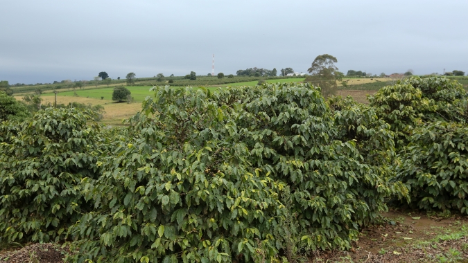 IDR-Paraná e Simepar emitem aviso de “Alerta Geada” para a região cafeeira do Paraná