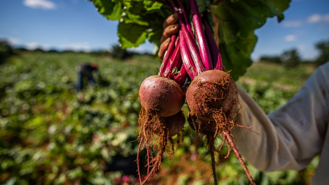 Área plantada com beterraba sacarina cresce na UE, mas doença ameaça lavoura