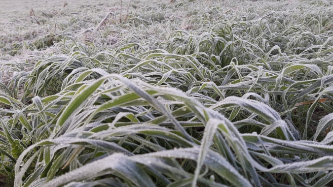 Geadas não devem provocar impactos significativos nas culturas de inverno