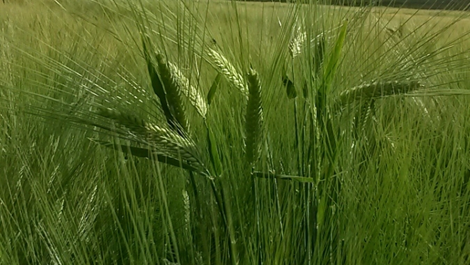 Cultivo de cevada e aveia tem novo zoneamento agrícola de risco climático