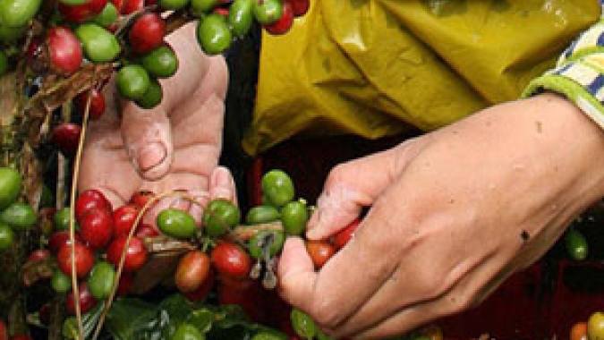 Colheita de café dos cooperados da Cooxupé atinge 70,96% da área